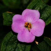 Osbeckia parvifolia Arn.